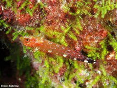 Tripterygion delaisi