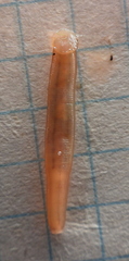 Erpobdella octoculata