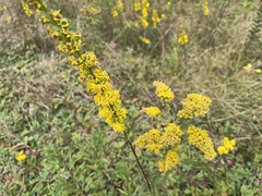 Solidago puberula