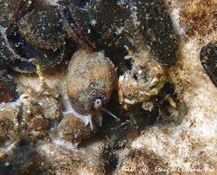 Tritia corniculum