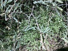 Scutellaria mexicana