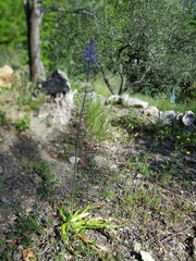 Scilla hyacinthoides