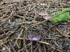 Collybiopsis villosipes
