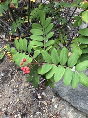 Sorbus sitchensis