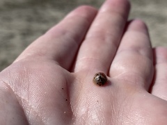 Paropsisterna m-fuscum