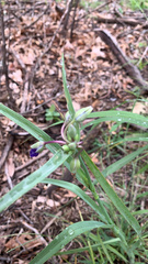Tradescantia occidentalis