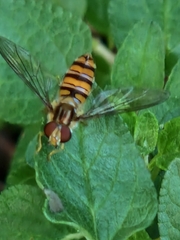 Episyrphus balteatus