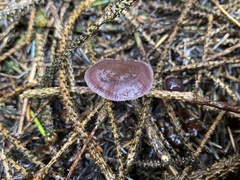 Collybiopsis villosipes