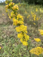 Solidago puberula
