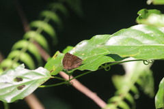 Arhopala centaurus
