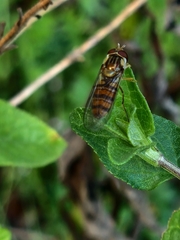 Episyrphus balteatus