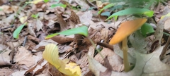 Pluteus chrysophlebius