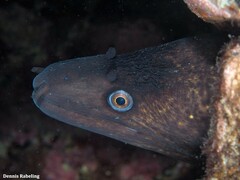 Muraena helena