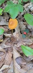 Pluteus chrysophlebius