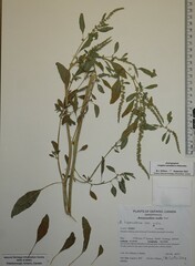 Amaranthus rudis