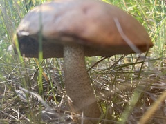 Leccinum aurantiacum
