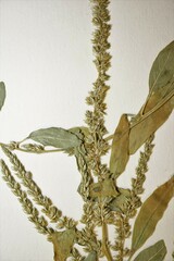Amaranthus rudis