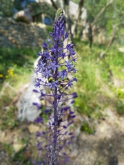 Scilla hyacinthoides