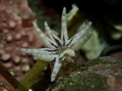 Halcampa decemtentaculata