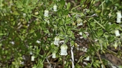 Salpichroa origanifolia
