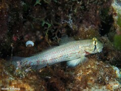 Gnatholepis thompsoni