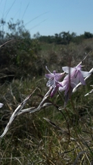 Dierama mossii