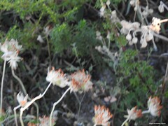 Andryala integrifolia