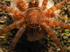 Heteropoda amphora