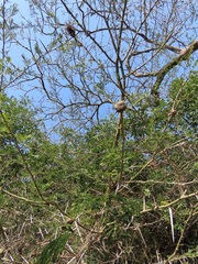 Cephalotelium