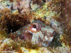 Parablennius goreensis