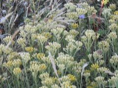 Helichrysum italicum