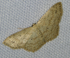 Scopula umbilicata