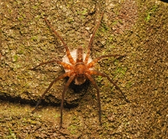Heteropoda amphora