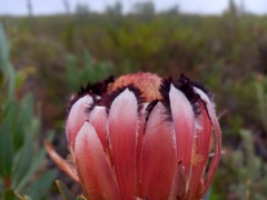 Protea laurifolia