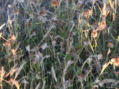 Anthyllis vulneraria