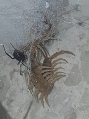 Latrodectus tredecimguttatus