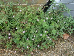 Geranium robertianum