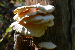 Laetiporus cincinnatus