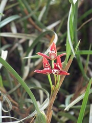 Maxillaria tenuifolia