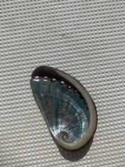 Haliotis tuberculata