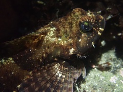 Clinocottus analis