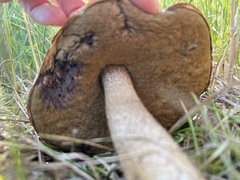 Leccinum aurantiacum