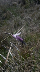 Dierama mossii