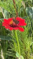 Atalopedes campestris