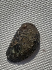 Haliotis tuberculata