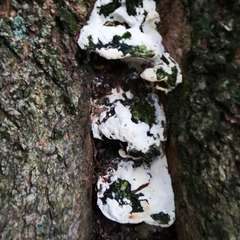 Rigidoporus populinus