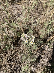 Symphyotrichum falcatum