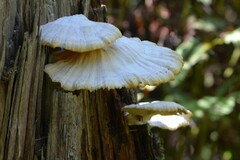 Laetiporus cincinnatus