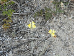 Linaria polygalifolia