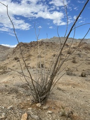 Fouquieria splendens